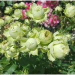 Lovely Green (Лавли Грин)
